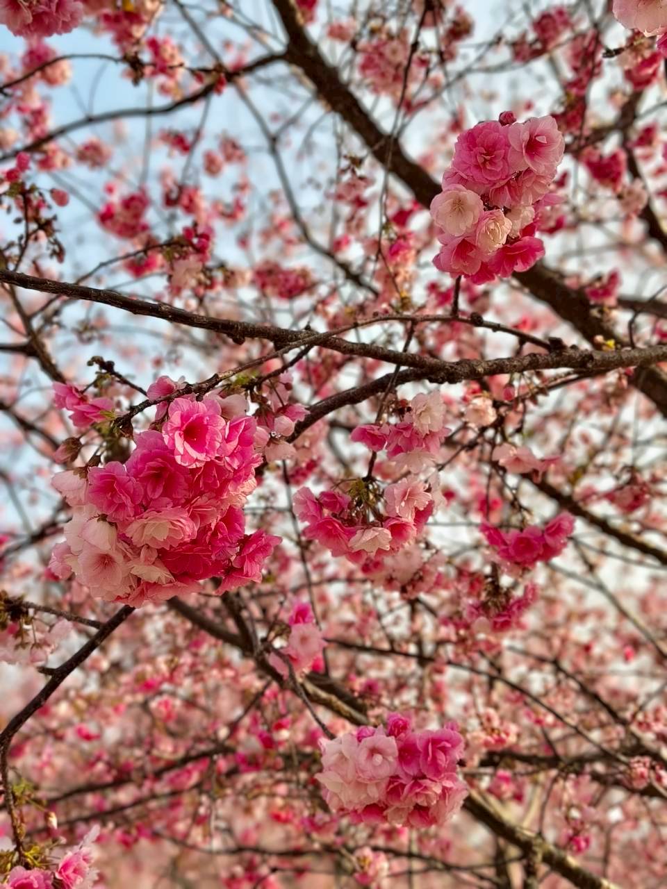 AD-KMG008-KY : คุนหมิง โหลวผิง ซากุระอี้เหลียง | 4 วัน 3 คืน (บินตรง !!)