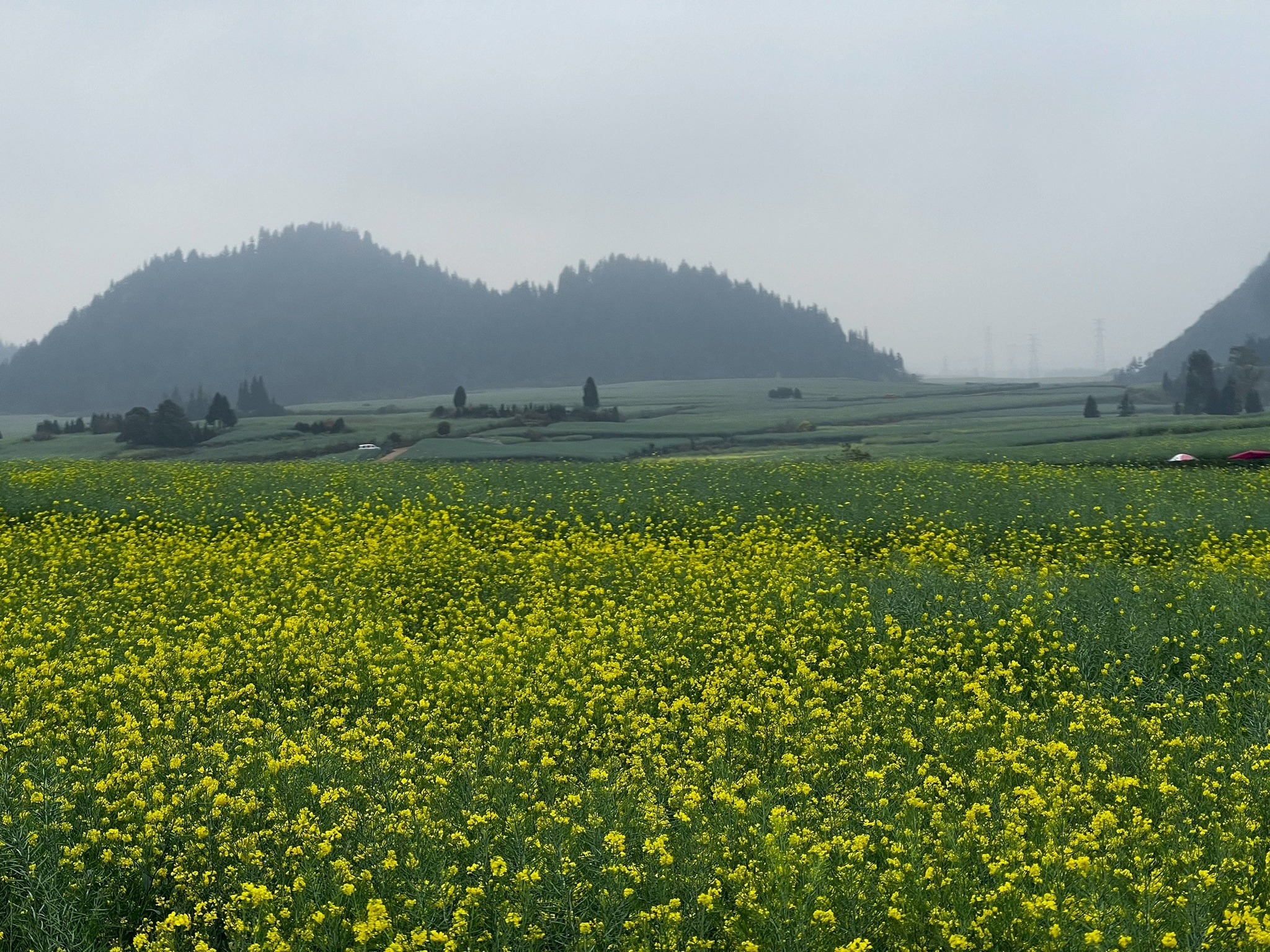 AD-KMG008-KY: คุนหมิง โหลวผิง ซากุระอี้เหลียง | 4 วัน 3 คืน (บินตรง !!)