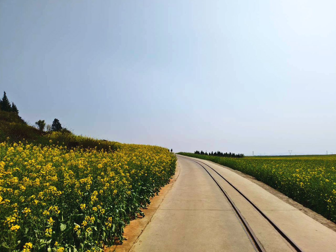 AD-KMG008-KY : คุนหมิง โหลวผิง ซากุระอี้เหลียง | 4 วัน 3 คืน (บินตรง !!)