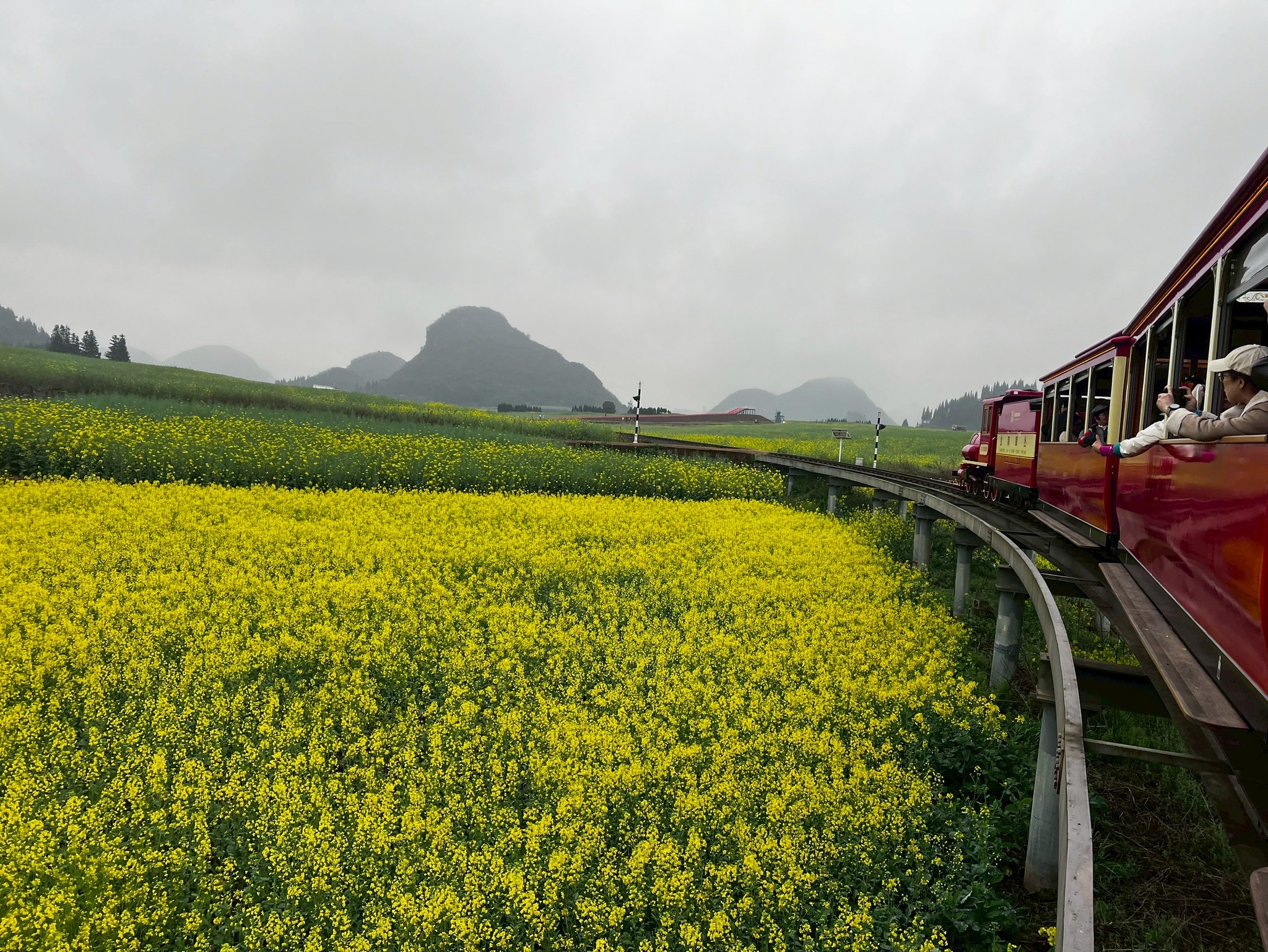 AD-KMG008-KY: คุนหมิง โหลวผิง ซากุระอี้เหลียง | 4 วัน 3 คืน (บินตรง !!)