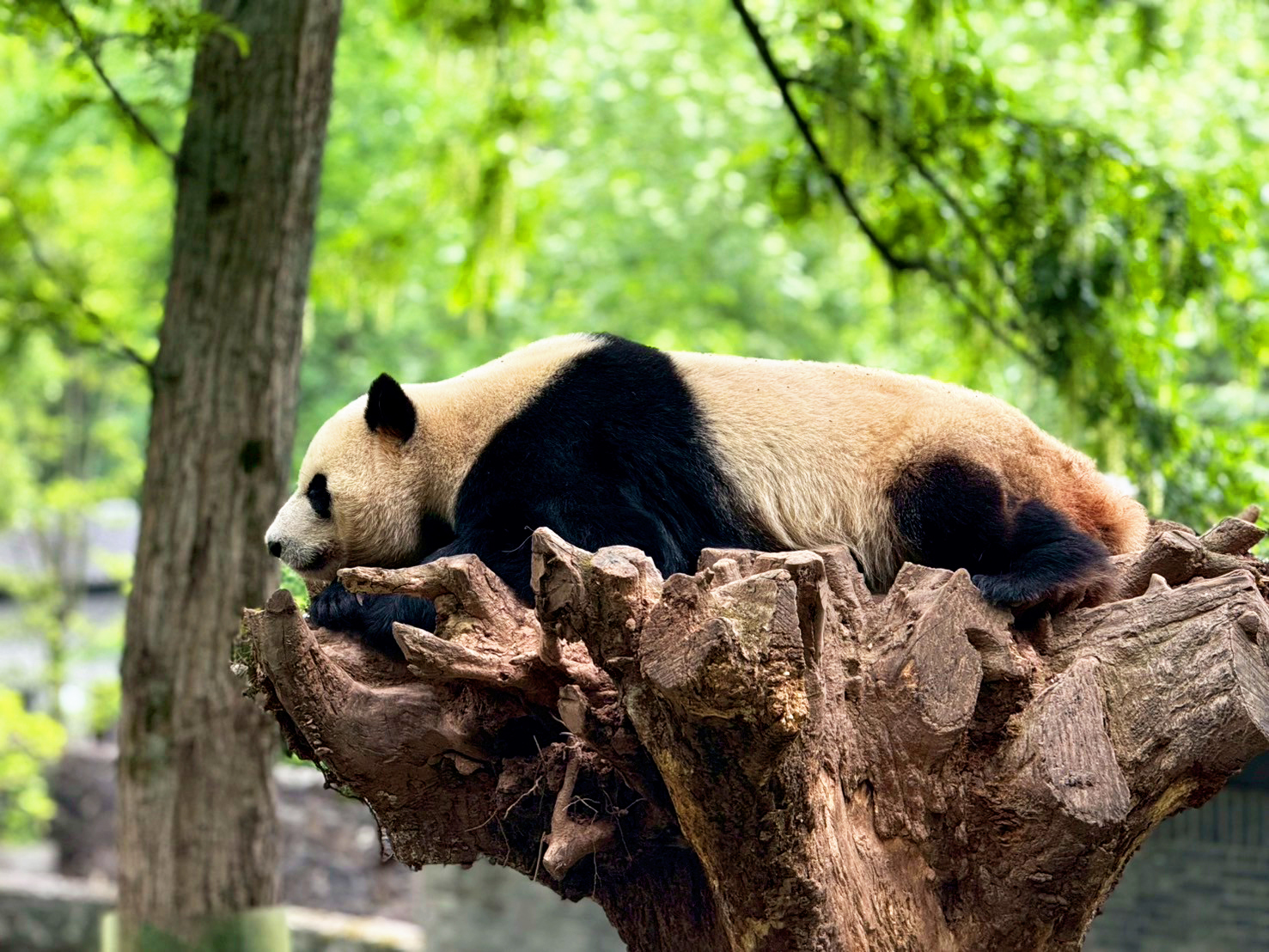 AD-TFU004-SL : เฉิงตู ภูเขาสี่ดรุณี อุทยานปี้เผิงโกว | 6 วัน 5 คืน