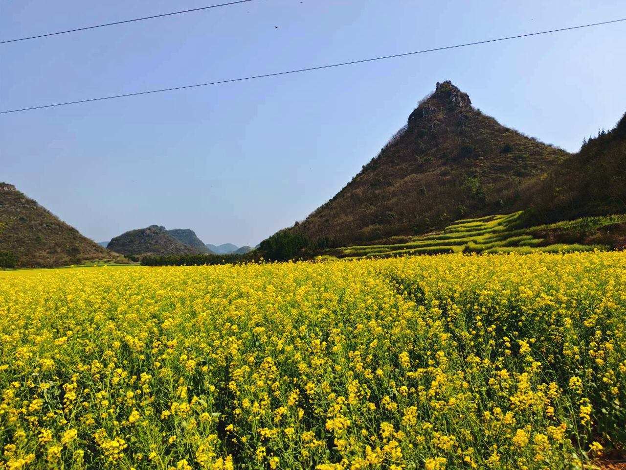 AD-KMG008-KY : คุนหมิง โหลวผิง ซากุระอี้เหลียง | 4 วัน 3 คืน (บินตรง !!)