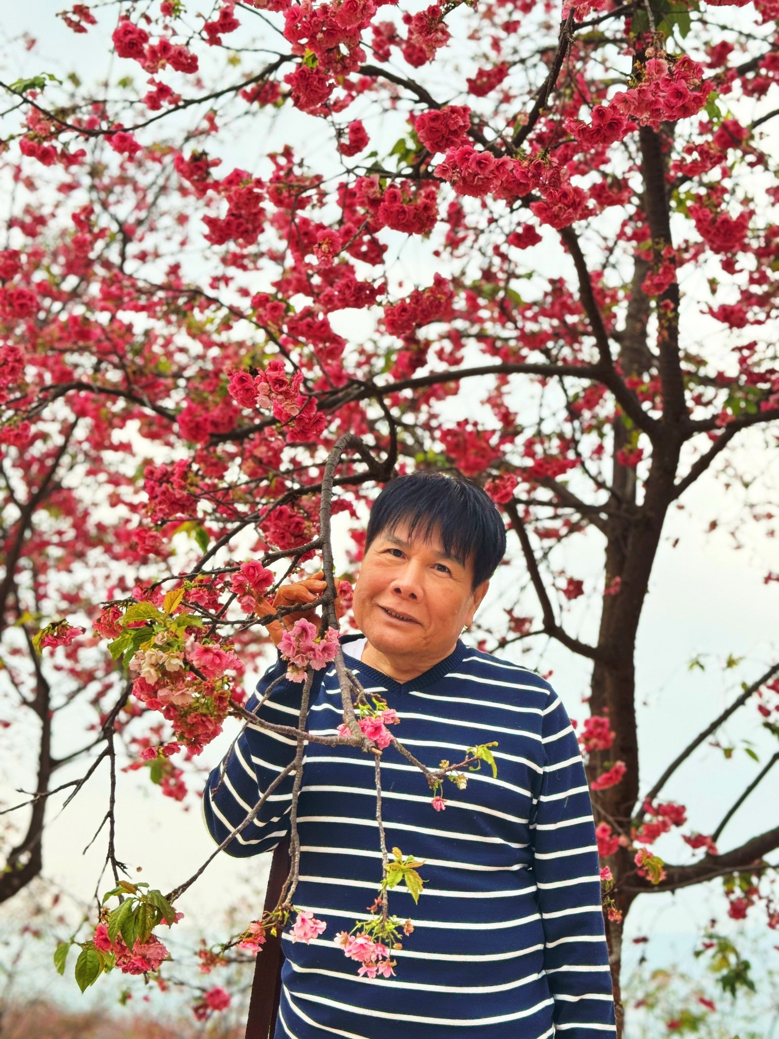 AD-KMG008-KY : คุนหมิง โหลวผิง ซากุระอี้เหลียง | 4 วัน 3 คืน